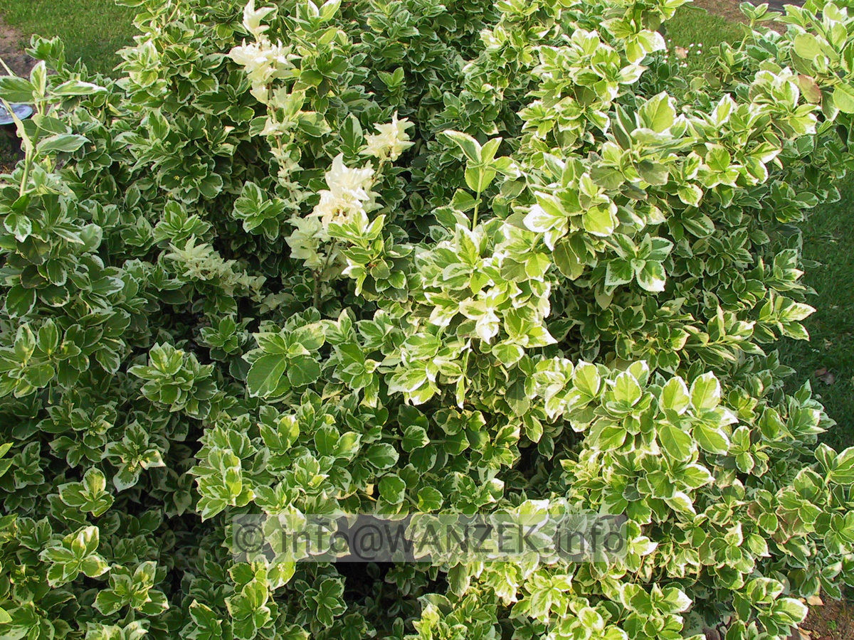 Euonymus fortunei Emerald Gaiety.JPG